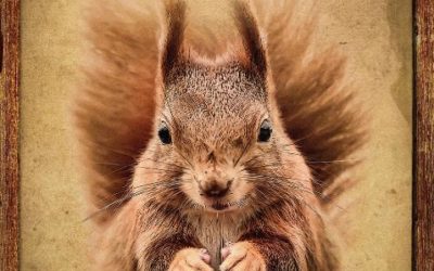 EDEN 62 – Recensement d’écureuils